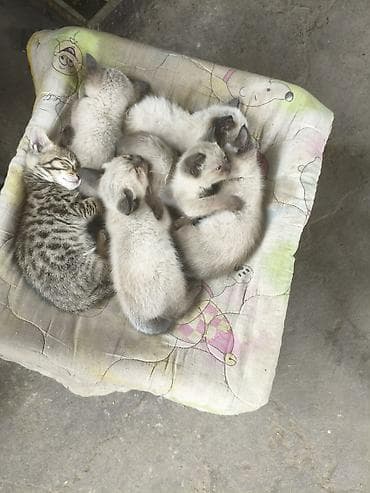 коша: Котята от сиамской кошки - Помёт от породистой сиамской кошки с — 2