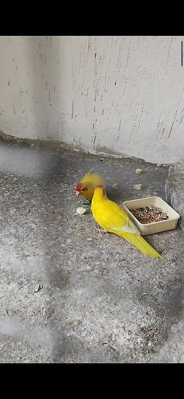 сова живая: АКЦИЯ Продается рабочая пара) новозеландских папугайев ( какарики ) — 2