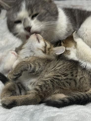 кошка котёнок: Котята домашние, короткошёрстные, окрасы: серо-белый биколор и — 2