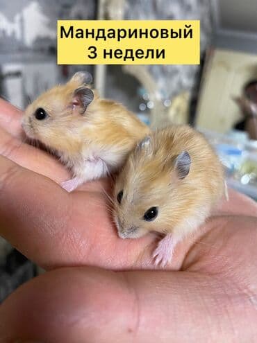 Хомяки: Карликовые хомячки (джунгарики) золотисто‑песочного окраса. Очень — 8