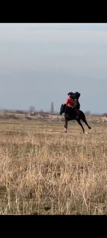 жылкы лошадь: Продаю | Конь (самец) | Конный спорт — 1