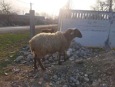 Продаю | Овца (самка) at lalafo.kg Продаю | Овца (самка)