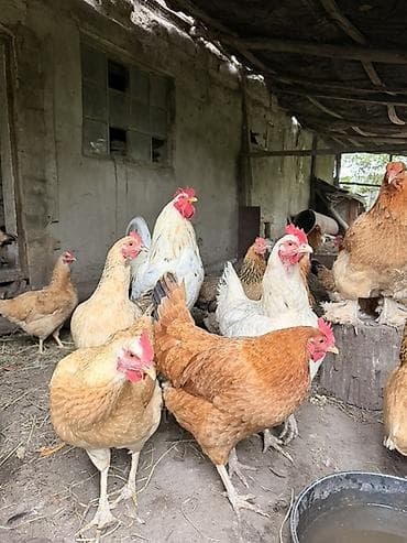 сова живая: Продаю | Куры | Несушки — 2