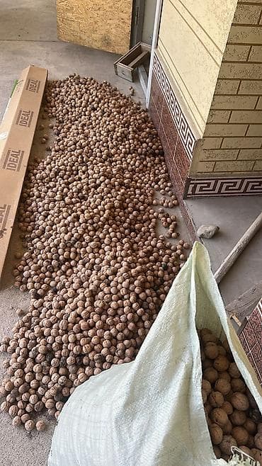 арбуз дарбыз: Грецкий орех в скорлупе - Крупный калибр, тонкая скорлупа, хорошо — 3