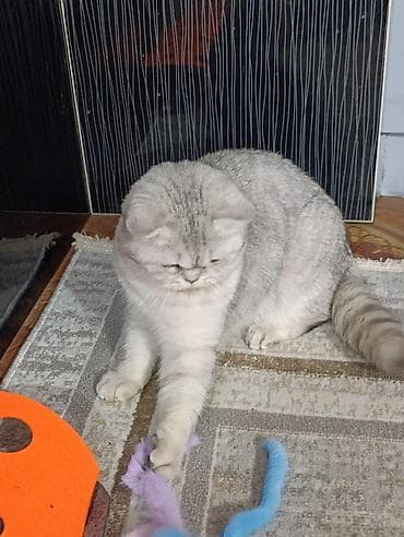 где можно взять кошку бесплатно: Здравствуйте 🌿 Зоогостиница «Мурляндия» принимает только домашних — 5