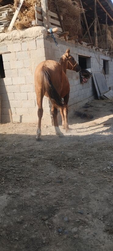 продажа щенков немецкой овчарки с документами в бишкеке: Сатам | Тай | Дончак | Ат спорту — 2