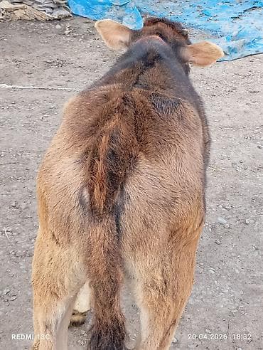 Продаю | Музоо, торпок | На откорм | Искусственник