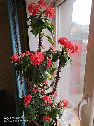 цветы монстера: Молочай Миля (Euphorbia milii), комнатный колючий суккулент с обильным — 1