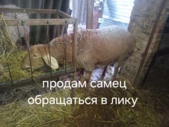 мейн кун бишкек 😺 питомник lyubushka 🐈 купить котенка 🐾 цена фото: Продаю | Баран (самец) | Арашан | Для разведения | Осеменитель — 3