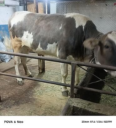 вака купить: Продаю | Корова (самка) | На забой | Племенные — 7