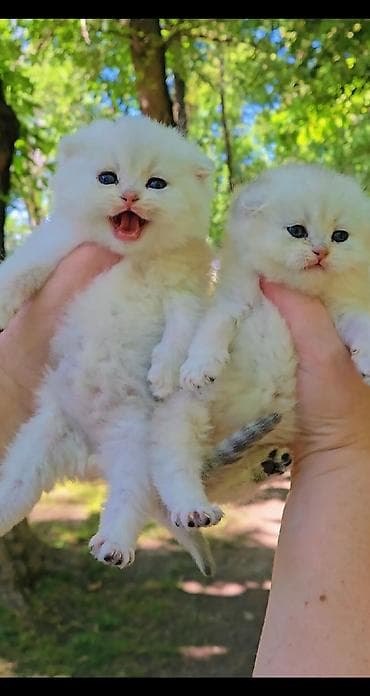 Шиншиллы: Шотландские котята. Scottish fold окрас серебристая шиншилла — 5