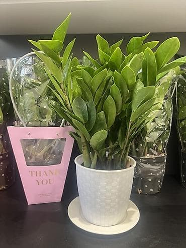 растение денежное дерево: Замиокулькас (долларовое дерево) в декоративных кашпо - Компактные — 4