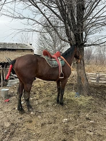 кой айдаган ит: Сатам | Байтал | Аргын | Жумушка — 2