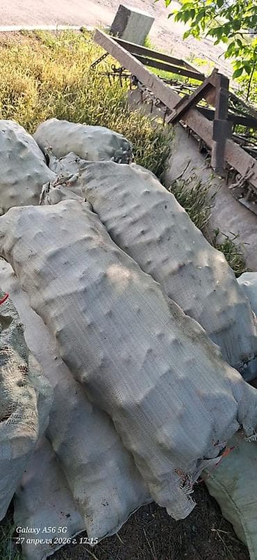 новые мешки: Морковь Оптом — 2