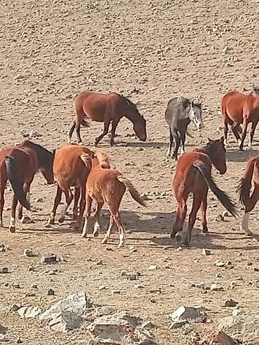 кок талаа: Сатам | Байтал — 3