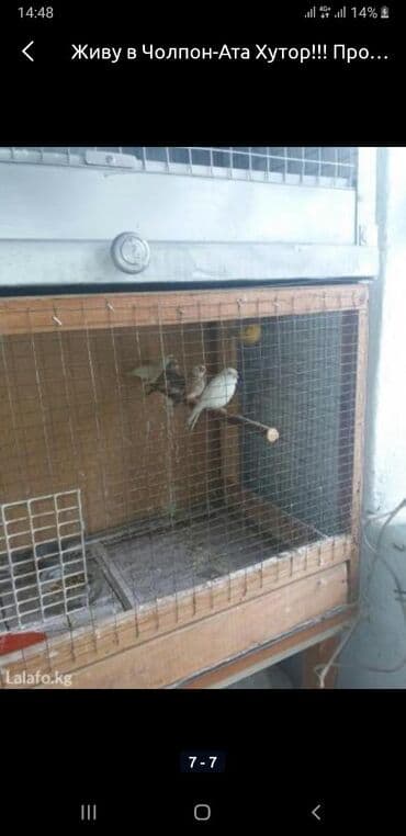 дома на продажу в бишкеке: Чолпон-Ата Хутор! Продаю волнистых попугаев, корм — 3