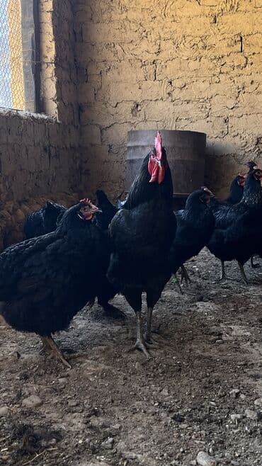 үй жаныбарлар: Сатам | Тооктор | Көбөйтүү үчүн — 3