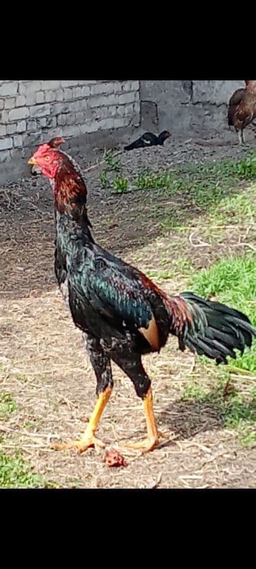 Иттер: Дакан 7000 — 1