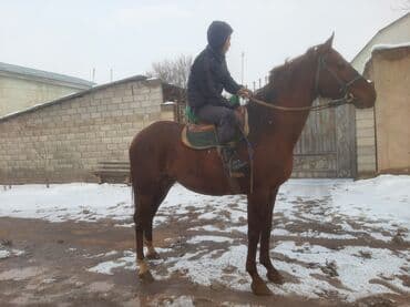 Продаю | Жеребец | Рабочий, Конный спорт — 6
