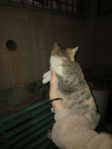 отдам котёнка в добрые руки: Беспородная, 5 месяцев, Девочка, Белый, Кастрирована, Приучена к лотку, Проглистована — 3