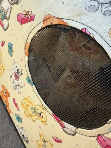 carters для мальчика: Беспородная, 2 месяца, Мальчик, Рыжий — 6