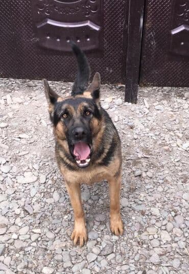 отдам щенка в хорошие руки бишкек: Продаются щенки немецкой овчарки. Родились в 01.11.25 г. черпачного — 9