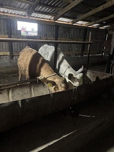 сазан живой: Продаю | Тёлка | Полукровка | На откорм | Привязанные — 3