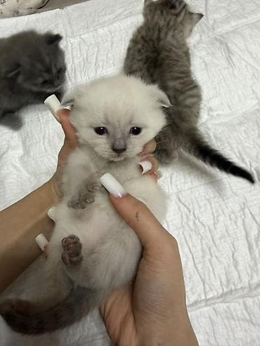 котята фолд: Шотландские котята (страйт и фолд), помёт разноколёрный: - Окрас — 3