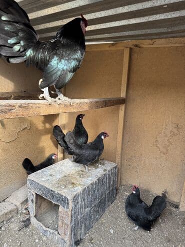 куры цыпляты: Продаю | Куры, Петух — 2