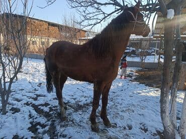 Айыл-чарба жаныбарлары: Сатам | Байтал | Көбөйтүү үчүн — 1