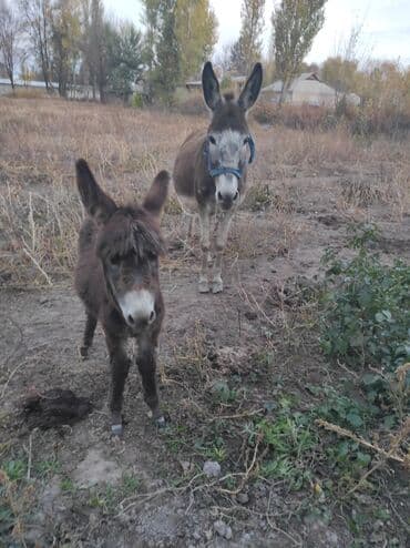 домашние птицы: Ослы (самка с жеребёнком) - На фото — ослица серо-бурого окраса с — 4