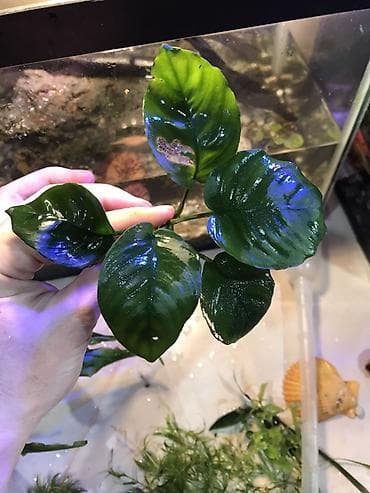 Анубиас для аквариума (Anubias barteri) - Классическое аквариумное