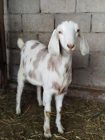 эчки сут багытындагы: Сатам | Улак | Нубий | Көбөйтүү үчүн | Жасалма жол менен боозутуу — 3