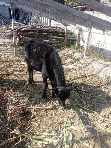 за сколько дней до отела корова наливает вымя: Продаю | Музоо, торпок | На откорм | Привязанные — 1