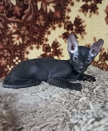 кошка шатланский: 🐾🐈‍⬛ Котята донского сфинкса готовы переехать в любящую семью. Два — 2