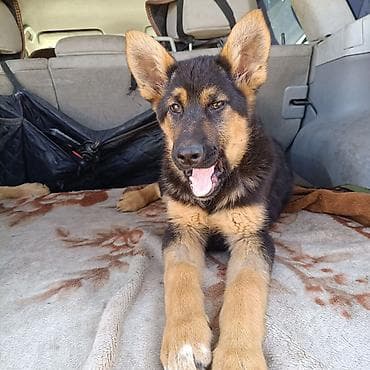 продам щенка немецкой овчарки: Немецкая овчарка, 3 месяца, Самка — 3