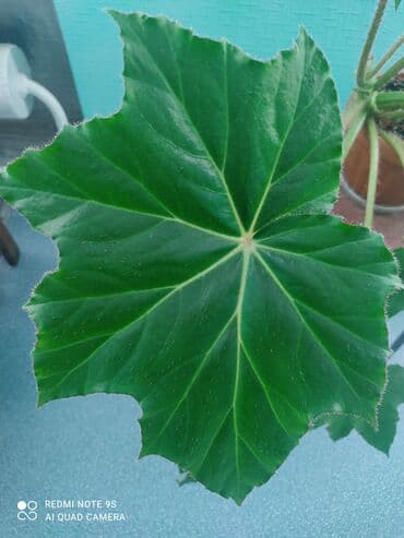 ель голубая цена: Продаю по 300 сом — 20