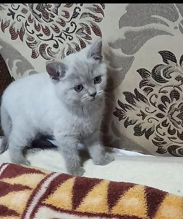 кошка британская: Британский короткошёрстный котёнок, девочка 2 месяца (29.03) карие — 2