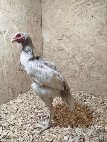 Собаки: Дакан ак жожо короз сатылат буту аксап жатат белый ношка белый кулуф — 3