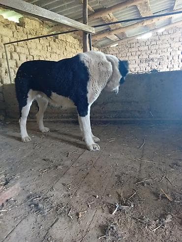 собаки в бишкеке: Предлагается собака породы алабай, также известная как среднеазиатская — 1