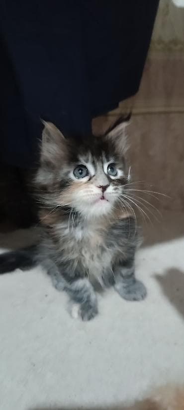 Мышыктар сатылат: Гиганты Кошачьего мира♥️ Мейн-Куны 🥰 Мини питомник не клеточного — 7
