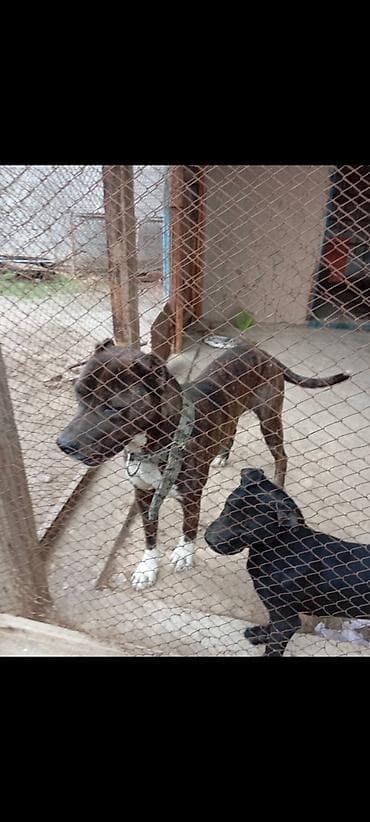 Аквариумдар: Питбуль, 10 айлык, Эркек — 1