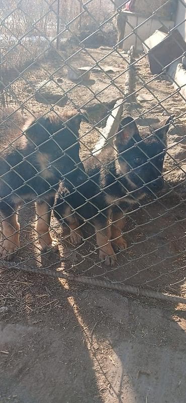 Грызуны: Продаю щенков немецкой овчарки 26 октября (26.10.2025г.)Вакыну — 8