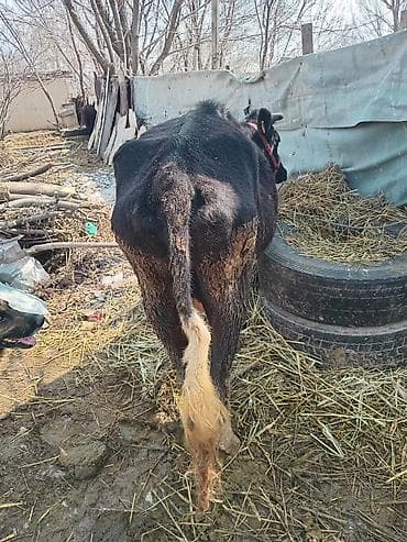 бараны аршан: Продаю | Корова (самка) | Для молока — 3