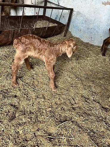 овц: Продаю | Ягненок | Для разведения | Племенные — 2