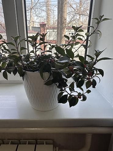 бамбук комнатный: Комнатные растения в горшках: Декор. Дерево 51 см. Денежное дерево 48 — 4