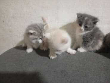 шиншилла британская кошка цена: Когтеточке. Подойдут для семьи с детьми: ласковые, любят играть и — 3