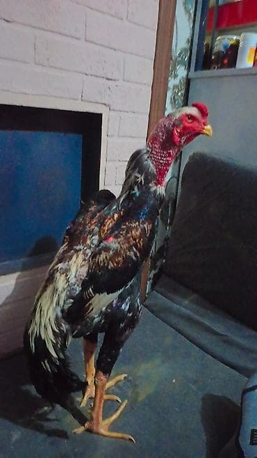 чорный брама: Продаю | Петух | Бойцовая | Для разведения — 1