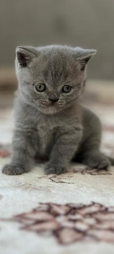 кошка сокулук: Британские короткошёрстные котята, окрас голубой (blue). - Плюшёвая — 1