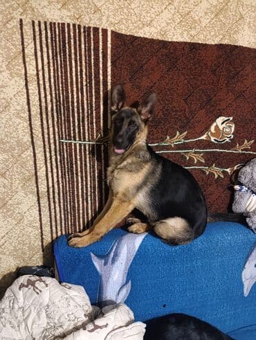 собака коли: Немецкая овчарка, 5 месяцев, Самка, С родословной, С прививкой — 5